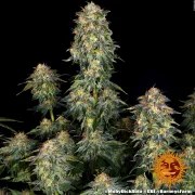 Moby Dick Auto Strain – product view 4