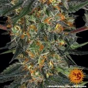 Moby Dick Auto Strain – product view 5
