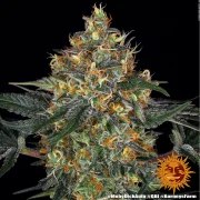 Moby Dick Auto Strain – product view 6
