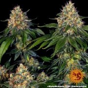 Moby Dick Auto Strain – product view 7
