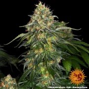 Moby Dick Auto Strain – product view 8