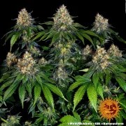 Moby Dick Auto Strain – product view 9