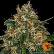 Moby Dick Auto Strain – product view 10