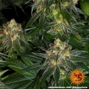 Moby Dick Auto Strain – product view 11
