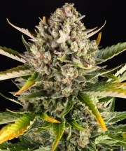 Strawberry Cheesecake Auto Strain – product view 1