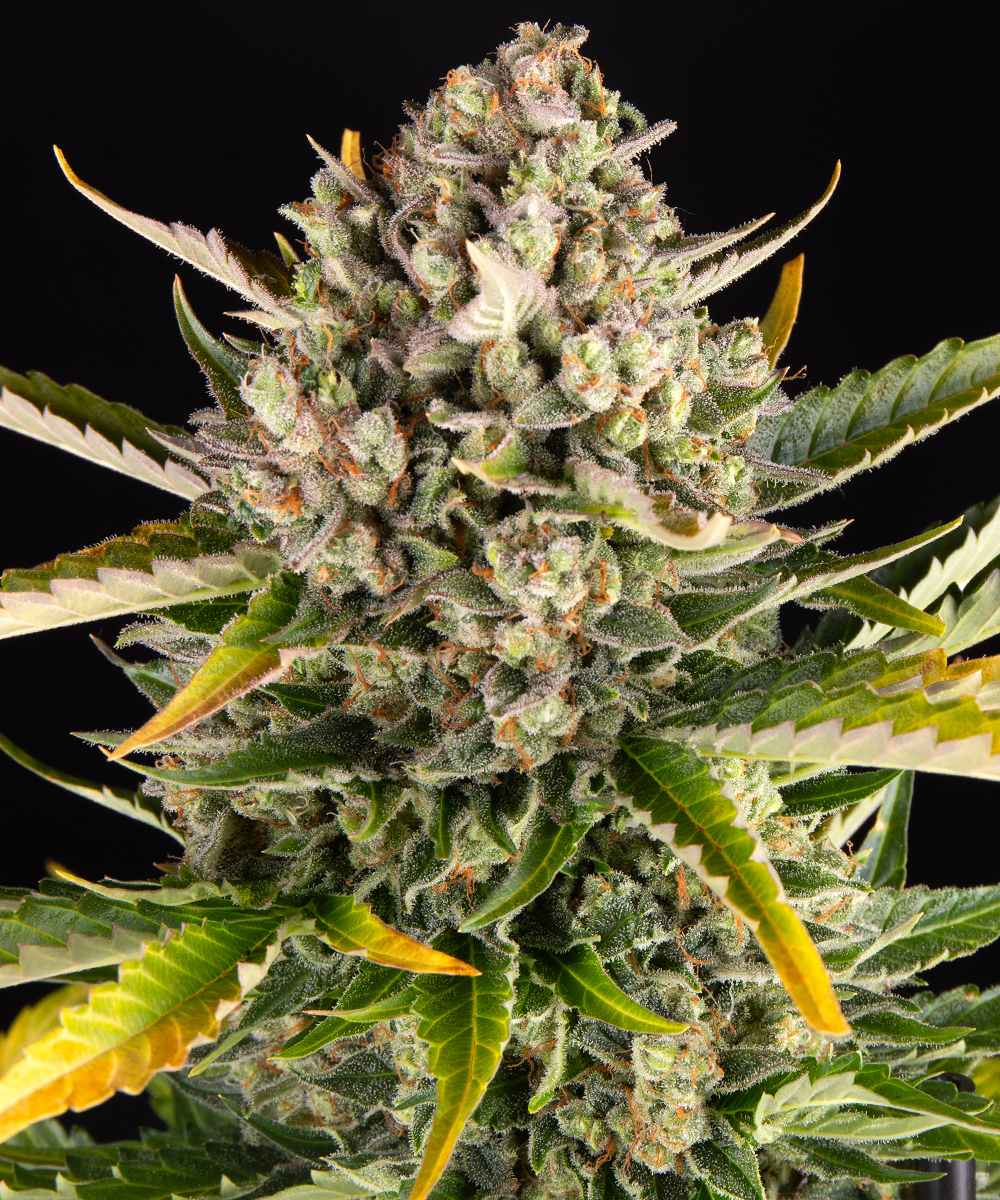 Strawberry Cheesecake Auto Strain – product view 1