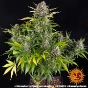 Strawberry Cheesecake Auto Strain – product view 2