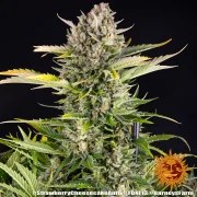Strawberry Cheesecake Auto Strain – product view 3