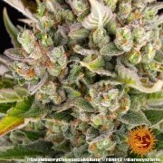 Strawberry Cheesecake Auto Strain – product view 4