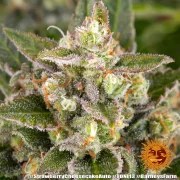 Strawberry Cheesecake Auto Strain – product view 5