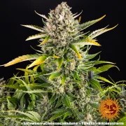 Strawberry Cheesecake Auto Strain – product view 6