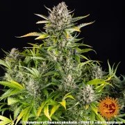 Strawberry Cheesecake Auto Strain – product view 7