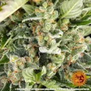 Strawberry Cheesecake Auto Strain – product view 8
