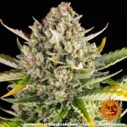 Strawberry Cheesecake Auto Strain – product view 9