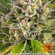 Strawberry Cheesecake Auto Strain – product view 10