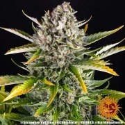 Strawberry Cheesecake Auto Strain – product view 11