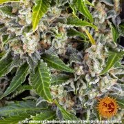 Strawberry Cheesecake Auto Strain – product view 12