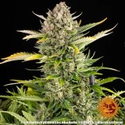 Strawberry Cheesecake Auto Strain – product view 13