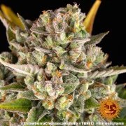 Strawberry Cheesecake Auto Strain – product view 14