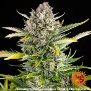 Strawberry Cheesecake Auto Strain – product view 15