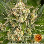 Strawberry Cheesecake Auto Strain – product view 16