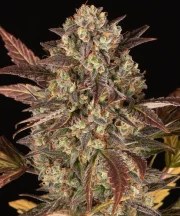 Amnesia Haze Auto Strain – product view 1