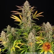 Amnesia Haze Auto Strain – product view 2