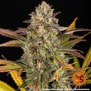 Amnesia Haze Auto Strain – product view 3