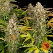 Amnesia Haze Auto Strain – product view 4