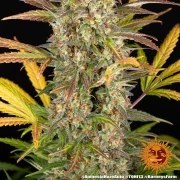 Amnesia Haze Auto Strain – product view 5