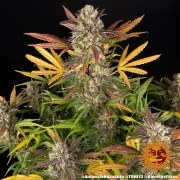 Amnesia Haze Auto Strain – product view 6