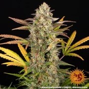Amnesia Haze Auto Strain – product view 7
