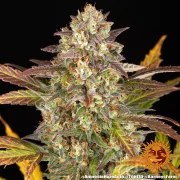 Amnesia Haze Auto Strain – product view 8