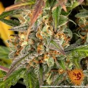 Amnesia Haze Auto Strain – product view 9