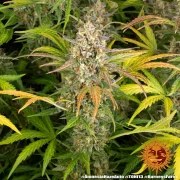 Amnesia Haze Auto Strain – product view 10