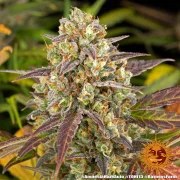 Amnesia Haze Auto Strain – product view 11