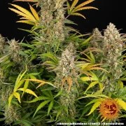 Amnesia Haze Auto Strain – product view 12