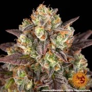 Amnesia Haze Auto Strain – product view 13