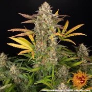 Amnesia Haze Auto Strain – product view 14