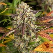 Amnesia Haze Auto Strain – product view 15