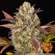 Amnesia Haze Auto Strain – product view 16