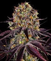 Runtz x Layer Cake Strain – product view 1
