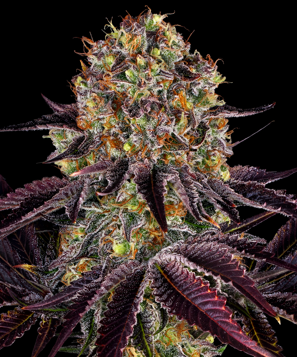 Runtz x Layer Cake Strain – product view 1