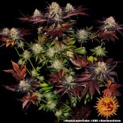 Runtz x Layer Cake Strain – product view 2