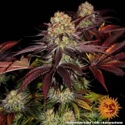 Runtz x Layer Cake Strain – product view 3