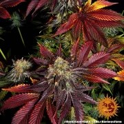 Runtz x Layer Cake Strain – product view 4