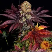 Runtz x Layer Cake Strain – product view 5