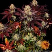 Runtz x Layer Cake Strain – product view 6