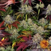 Runtz x Layer Cake Strain – product view 7