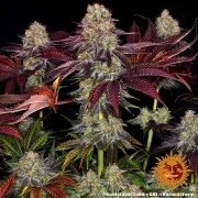 Runtz x Layer Cake Strain – product view 8